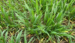 Strategic Cereal Farm results webinar: How to use data to improve efficiency and yield